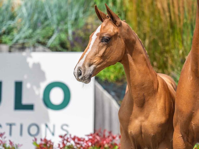 KWPN Gelding Foal (03/2025) Chestnut in Balen
