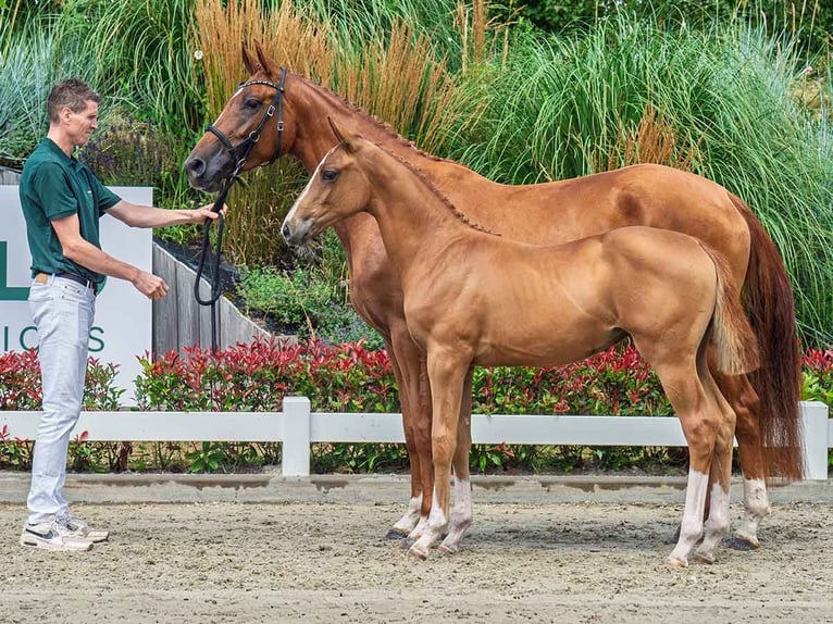 KWPN Gelding Foal (03/2025) Chestnut in Balen