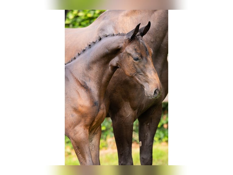 KWPN Gelding Foal (01/2025) in Heerde