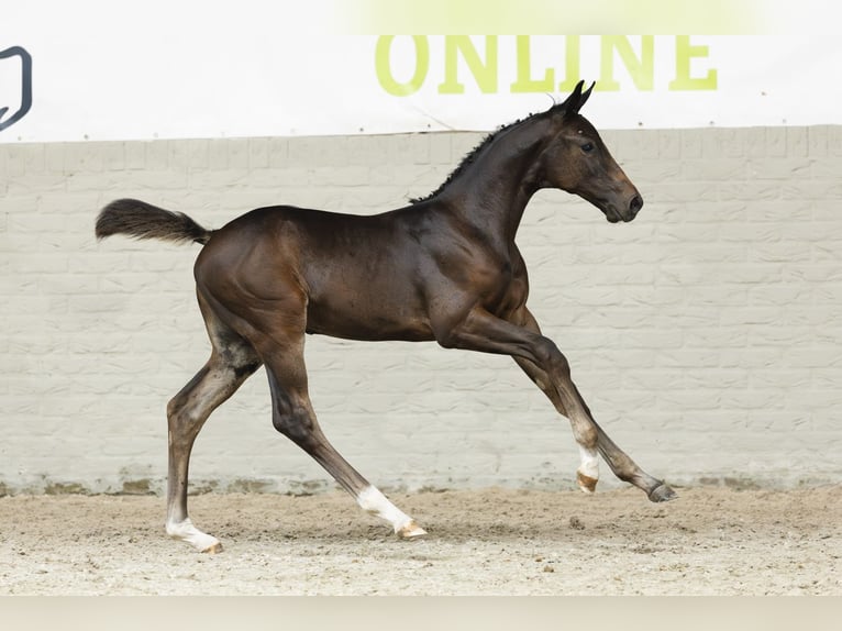 KWPN Gelding Foal (01/2025) in Heerde