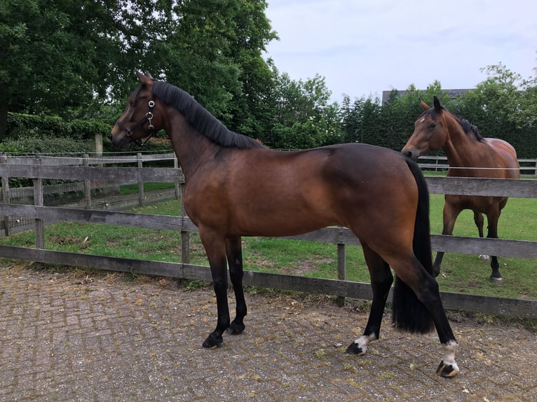 KWPN Giumenta 10 Anni 160 cm Baio in Nijkerkerveen