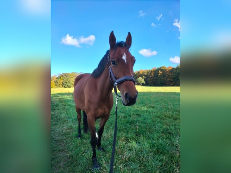 KWPN Giumenta 10 Anni 162 cm Baio in Datteln