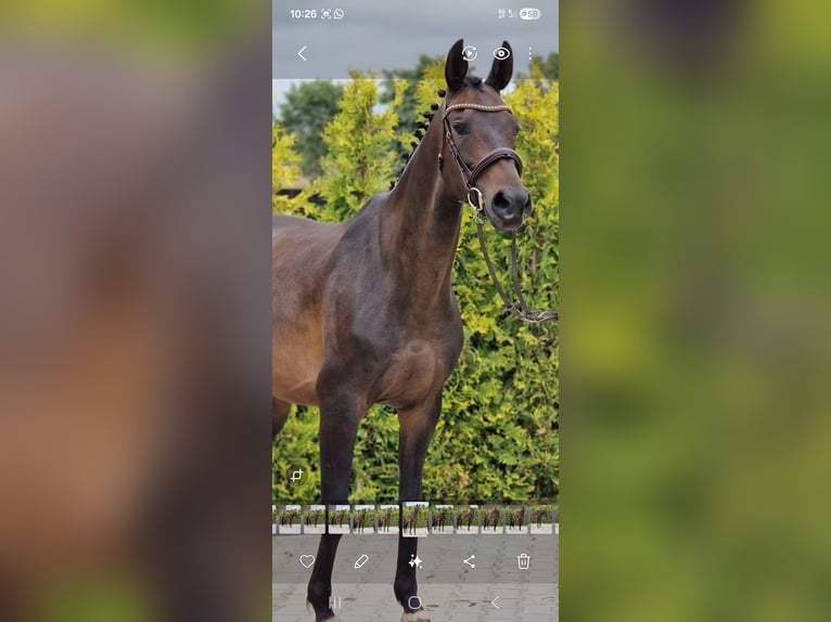 KWPN Giumenta 10 Anni 162 cm Morello in Nettetal