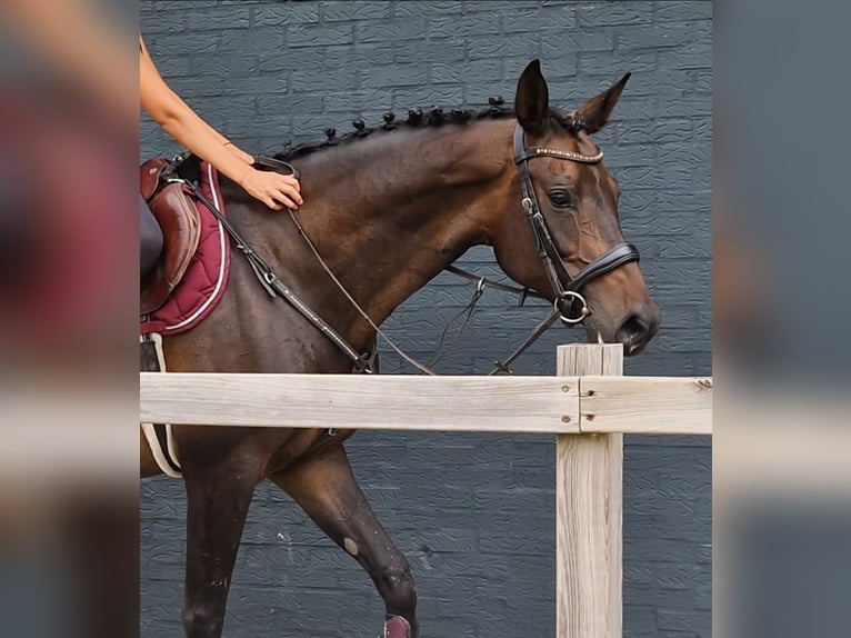 KWPN Giumenta 10 Anni 162 cm Morello in Nettetal