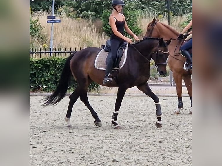 KWPN Giumenta 10 Anni 162 cm Morello in Nettetal