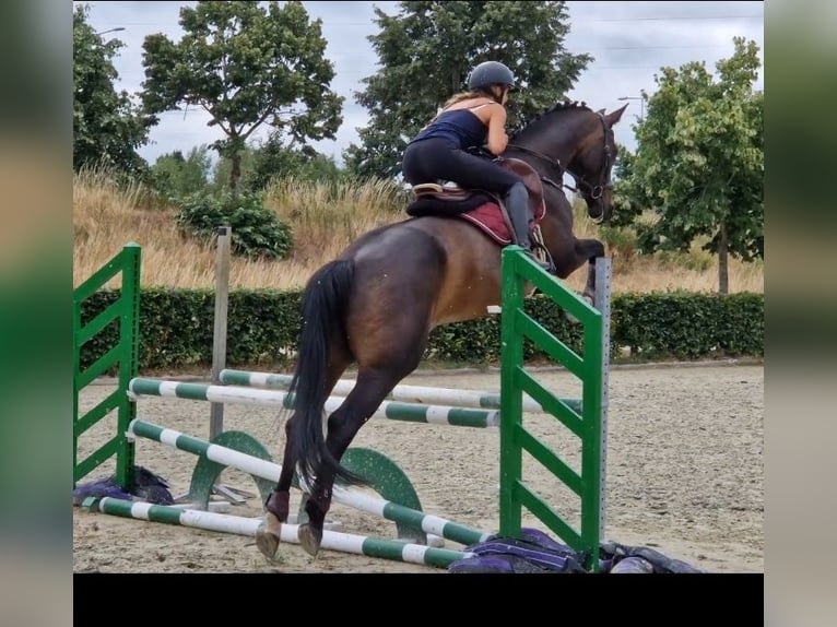 KWPN Giumenta 10 Anni 162 cm Morello in Nettetal