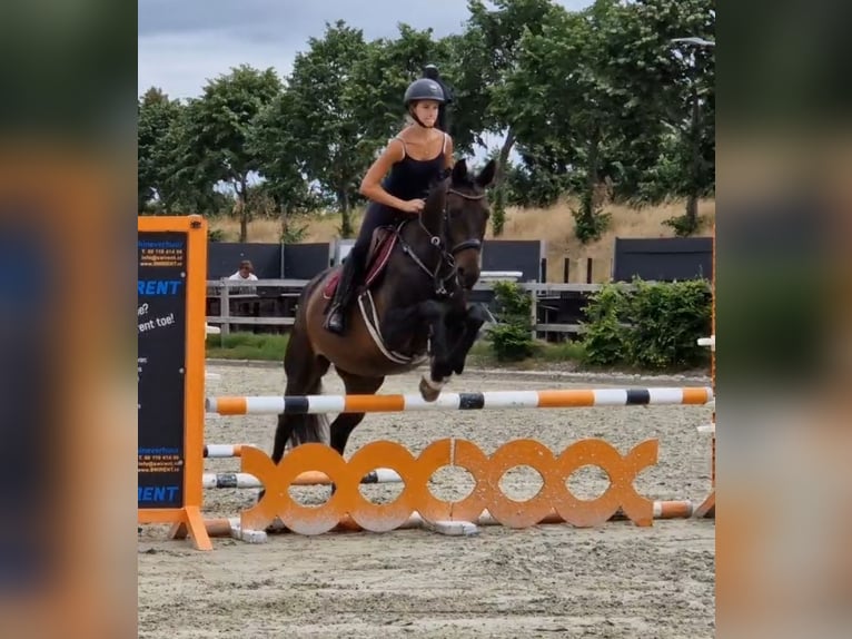 KWPN Giumenta 10 Anni 162 cm Morello in Nettetal