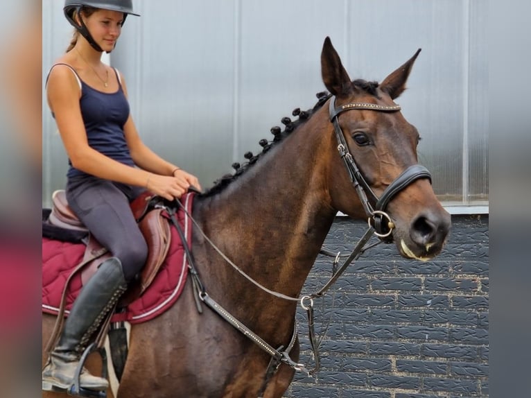 KWPN Giumenta 10 Anni 162 cm Morello in Nettetal