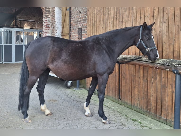 KWPN Giumenta 10 Anni 162 cm Morello in Aldenhoven
