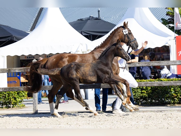 KWPN Giumenta 10 Anni 162 cm Sauro scuro in Zuiderwoude