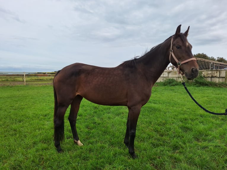 KWPN Giumenta 10 Anni 163 cm Baio scuro in Schaijk