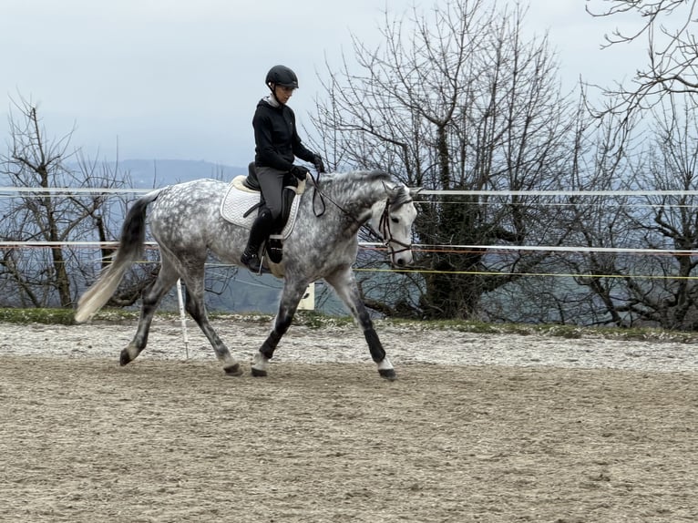 KWPN Giumenta 10 Anni 163 cm Grigio pezzato in Wintersingen