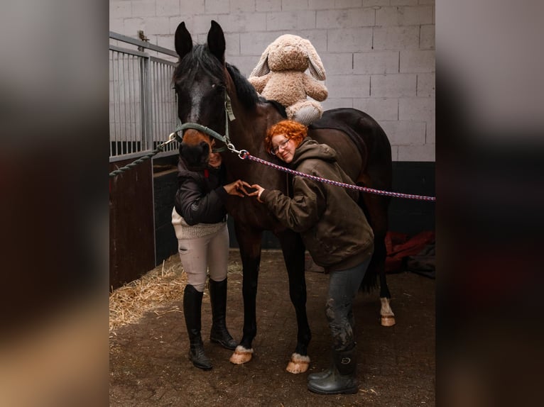 KWPN Giumenta 10 Anni 163 cm Morello in Nettetal