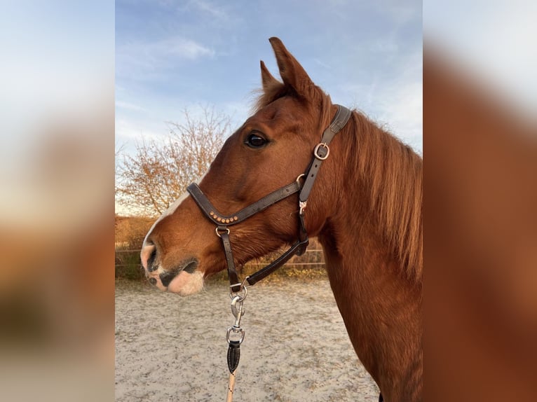 KWPN Giumenta 10 Anni 163 cm Sauro in Blieskastel