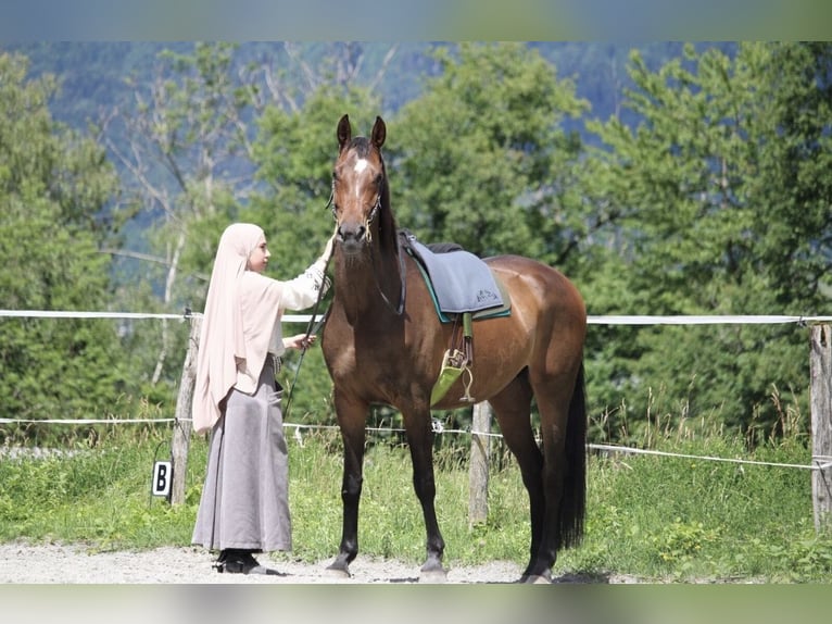 KWPN Giumenta 10 Anni 164 cm Baio in Beschling