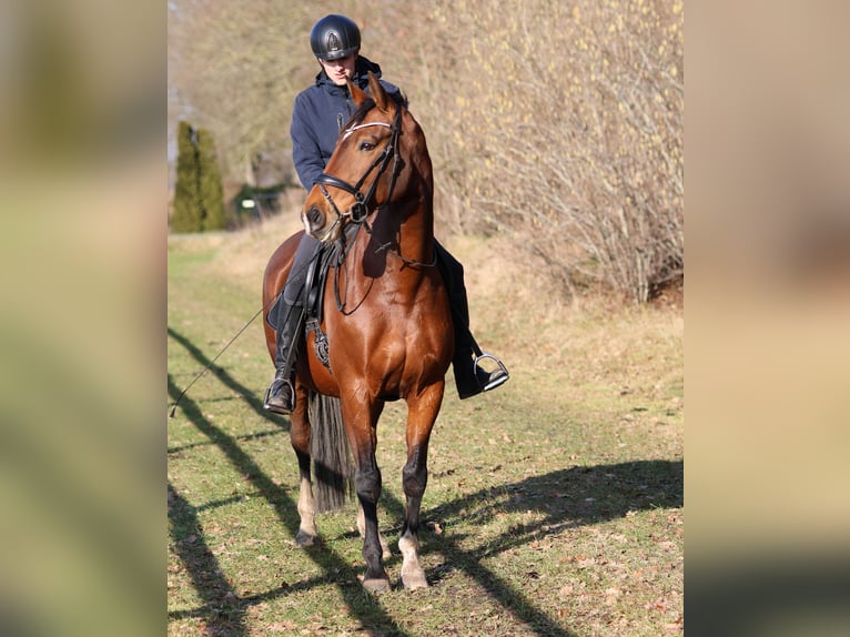 KWPN Giumenta 10 Anni 165 cm Baio in Lemelerveld