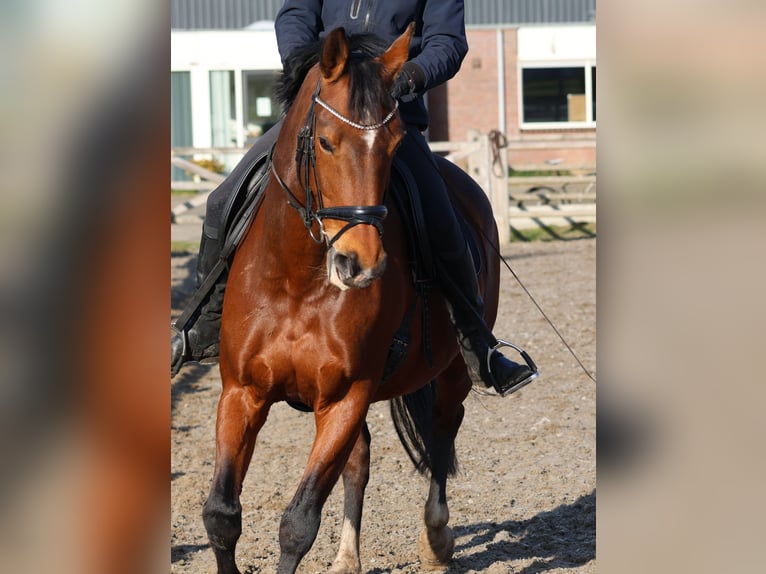 KWPN Giumenta 10 Anni 165 cm Baio in Lemelerveld