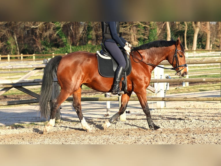 KWPN Giumenta 10 Anni 165 cm Baio in Lemelerveld