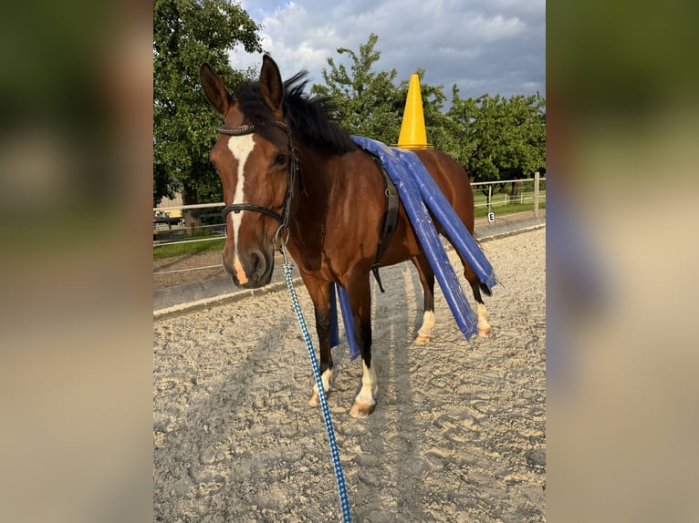 KWPN Giumenta 10 Anni 165 cm Baio in Buttisholz