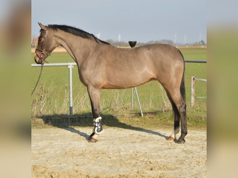 KWPN Giumenta 10 Anni 165 cm Baio in Geilenkirchen