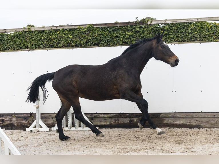 KWPN Giumenta 10 Anni 165 cm  in Waddinxveen