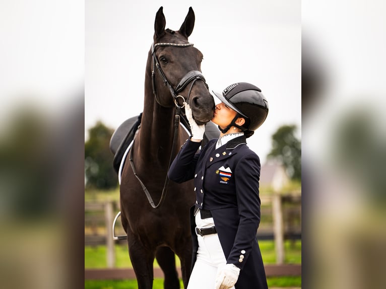 KWPN Giumenta 10 Anni 165 cm Morello in Boven-Leeuwen