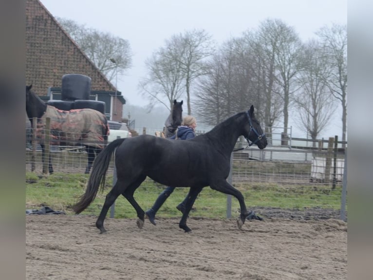 KWPN Giumenta 10 Anni 165 cm Morello in Middenbeemster
