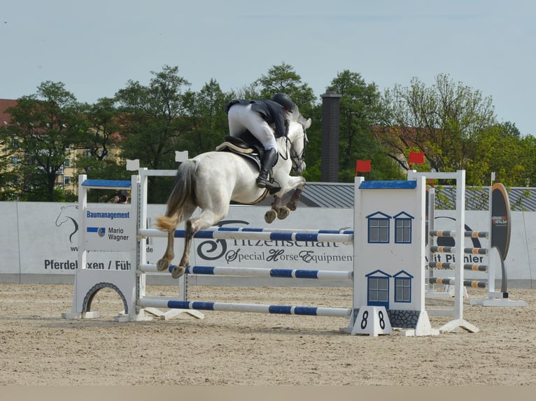 KWPN Giumenta 10 Anni 166 cm Grigio pezzato in Reichenbach