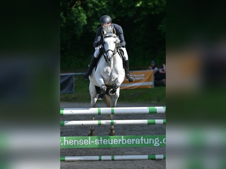 KWPN Giumenta 10 Anni 166 cm Grigio pezzato in Reichenbach