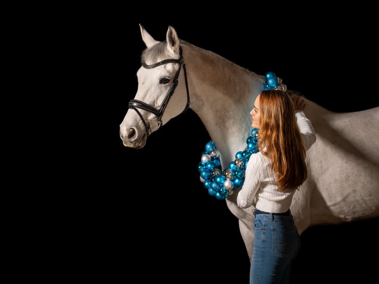 KWPN Giumenta 10 Anni 166 cm Grigio pezzato in Donaueschingen