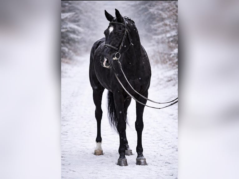 KWPN Giumenta 10 Anni 166 cm Morello in Gyula