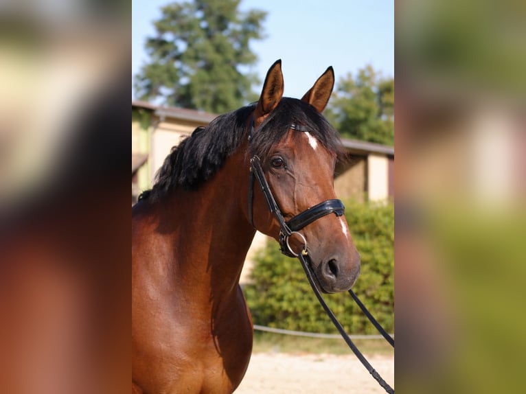 KWPN Giumenta 10 Anni 168 cm Baio in LyonArnas