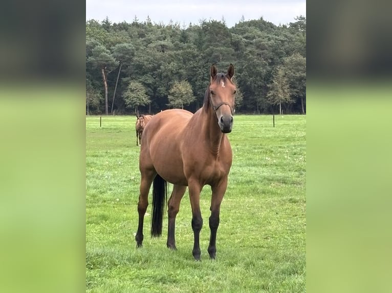 KWPN Giumenta 10 Anni 168 cm Baio in Hellendoorn