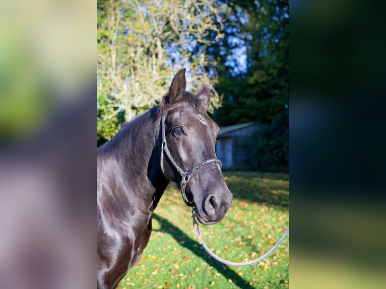 KWPN Giumenta 10 Anni 168 cm Baio nero in Glanville