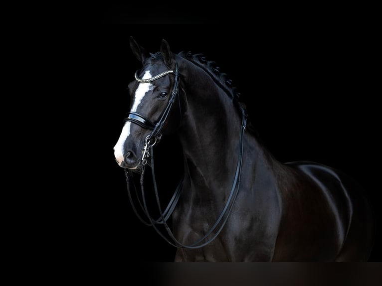 KWPN Giumenta 10 Anni 168 cm Morello in Kwadijk