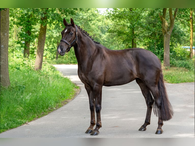 KWPN Giumenta 10 Anni 169 cm Sauro in Kaldenkirchen