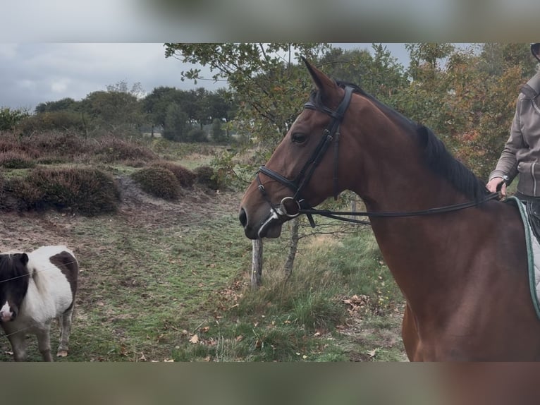 KWPN Giumenta 10 Anni 170 cm Baio in Meijel