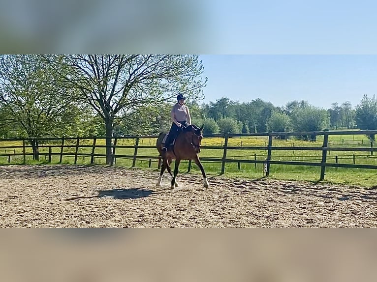 KWPN Giumenta 10 Anni 170 cm Baio in Noordbroek