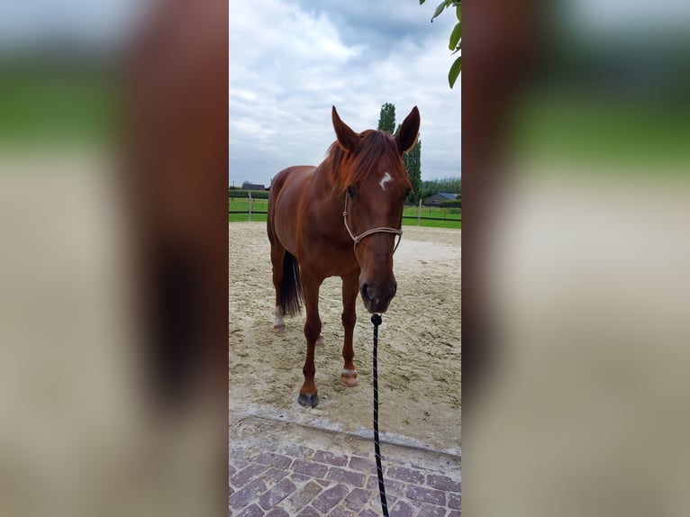 KWPN Giumenta 10 Anni 170 cm Sauro in Brecht