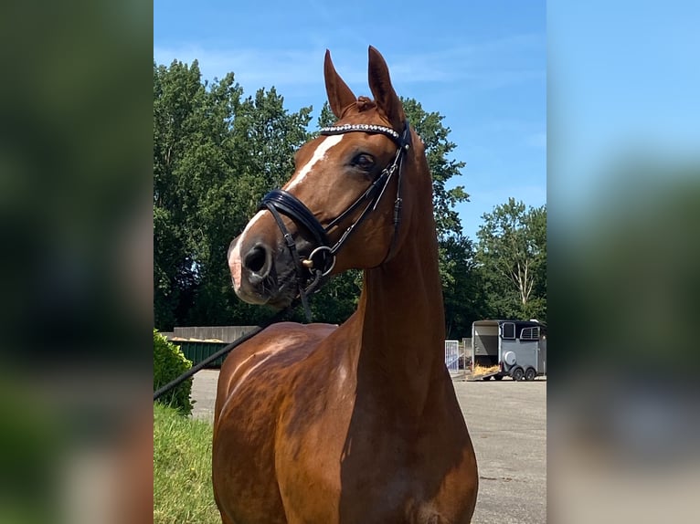 KWPN Giumenta 10 Anni 170 cm Sauro in Schijf