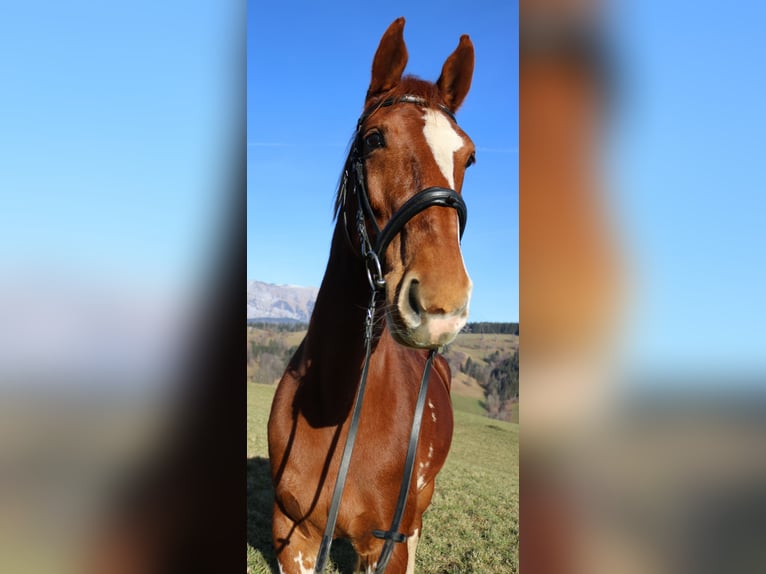 KWPN Giumenta 10 Anni 170 cm Sauro in Lassing