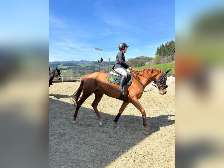 KWPN Giumenta 10 Anni 170 cm Sauro in Klagenfurt