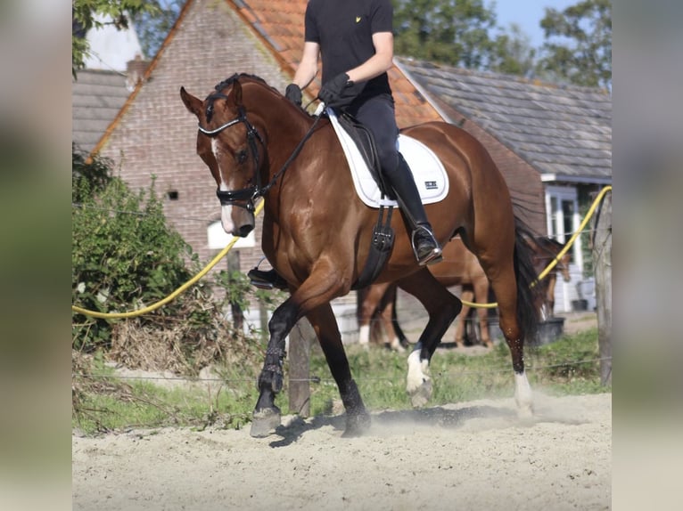 KWPN Giumenta 10 Anni 170 cm Sauro scuro in Leiden