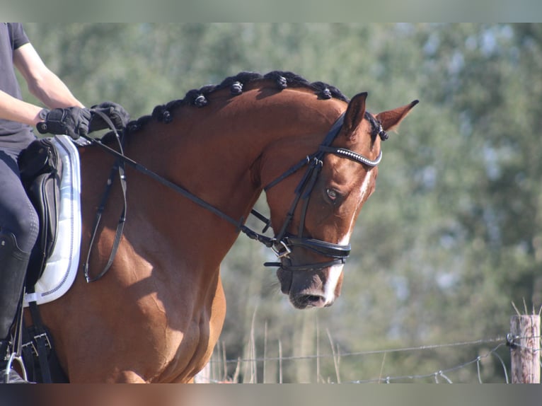 KWPN Giumenta 10 Anni 170 cm Sauro scuro in Leiden