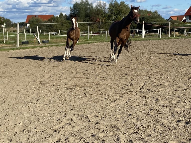 KWPN Giumenta 10 Anni 171 cm Baio in Gdańsk