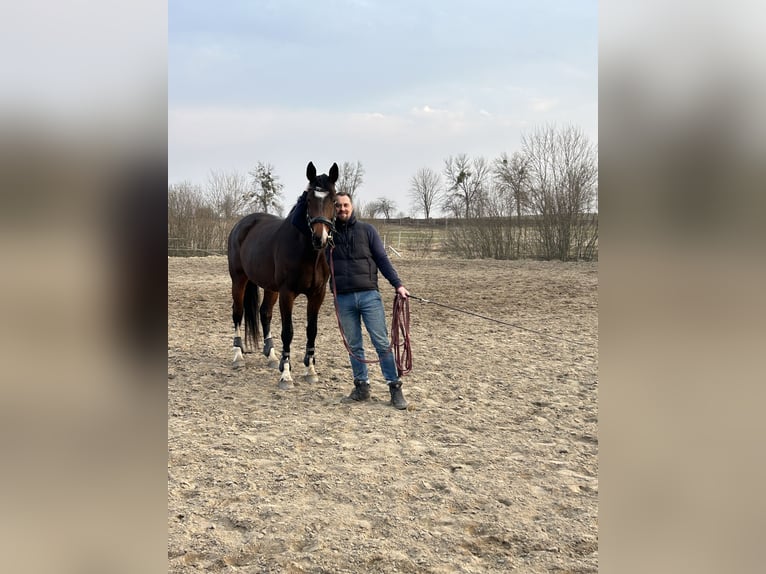 KWPN Giumenta 10 Anni 171 cm Baio in Gdańsk