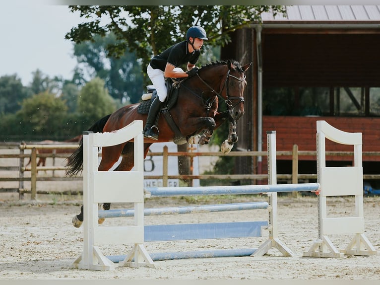 KWPN Giumenta 10 Anni 171 cm Baio in Riedstadt