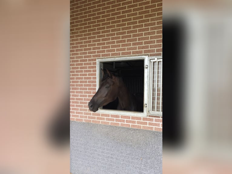 KWPN Giumenta 10 Anni 171 cm Baio nero in Sliedrecht