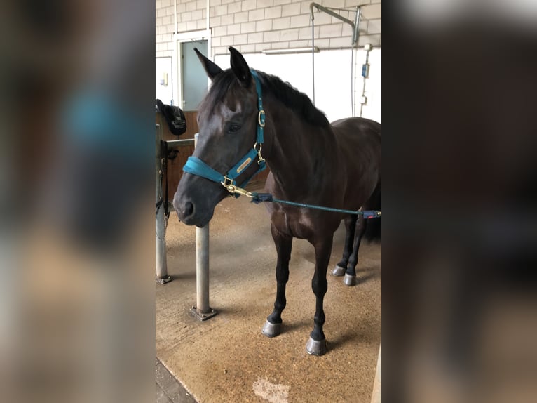 KWPN Giumenta 10 Anni 171 cm Baio nero in Sliedrecht