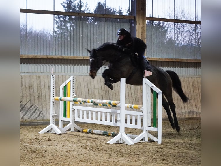 KWPN Giumenta 10 Anni 172 cm Baio in Nettersheim